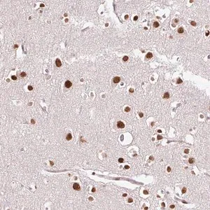 Merck Anti-RIPPLY3 antibody produced in rabbit