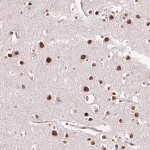 Merck Anti-RIPPLY3 antibody produced in rabbit