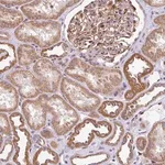 Merck Anti-FIGNL1 antibody produced in rabbit
