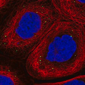 Merck Anti-ADAM19 antibody produced in rabbit