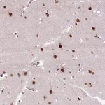 Merck Anti-ZNF672 antibody produced in rabbit