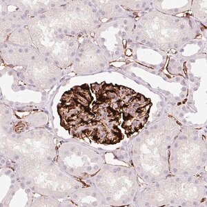 Merck Anti-ZFYVE21 antibody produced in rabbit