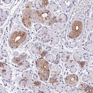 Merck Anti-RGS16 antibody produced in rabbit