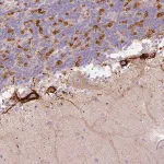 Merck Anti-HAPLN4 antibody produced in rabbit