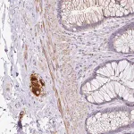 Merck Anti-CCL25 antibody produced in rabbit