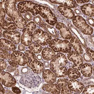 Merck Anti-TMEM160 antibody produced in rabbit