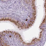 Merck Anti-LCN10 antibody produced in rabbit