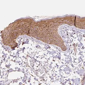 Merck Anti-COX8A antibody produced in rabbit