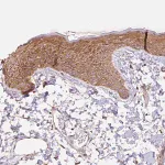 Merck Anti-COX8A antibody produced in rabbit