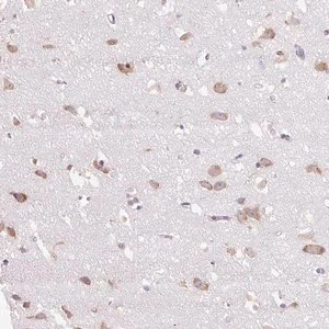 Merck Anti-GPR45 antibody produced in rabbit