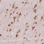 Merck Anti-HABP4 antibody produced in rabbit