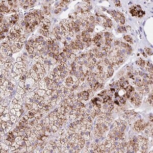 Merck Anti-ANKRD9 antibody produced in rabbit