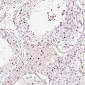 Merck Anti-OBP2A antibody produced in rabbit