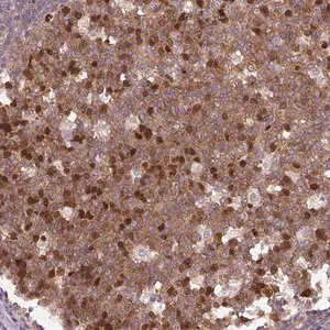 Merck Anti-KIFC1 antibody produced in rabbit