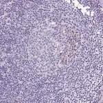 Merck Anti-MFSD3 antibody produced in rabbit