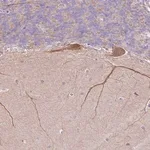 Merck Anti-NDST3 antibody produced in rabbit