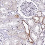Merck Anti-PRRG1 antibody produced in rabbit