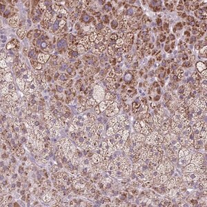 Merck Anti-SCO2 antibody produced in rabbit