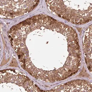 Merck Anti-MMS19 antibody produced in rabbit