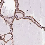Merck Anti-SGTA antibody produced in rabbit