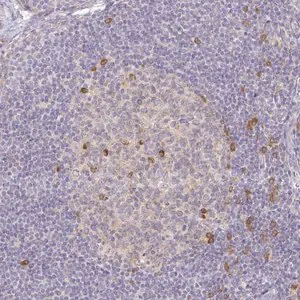 Merck Anti-DERL2 antibody produced in rabbit