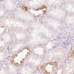 Merck Anti-TAF1L antibody produced in rabbit