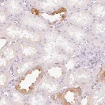 Merck Anti-TAF1L antibody produced in rabbit