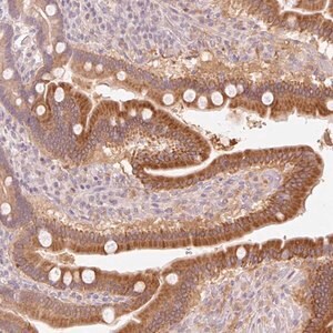 Merck Anti-HEBP1 antibody produced in rabbit