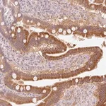 Merck Anti-HEBP1 antibody produced in rabbit