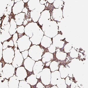 Merck Anti-LARGE2 antibody produced in rabbit