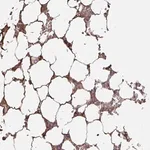 Merck Anti-LARGE2 antibody produced in rabbit