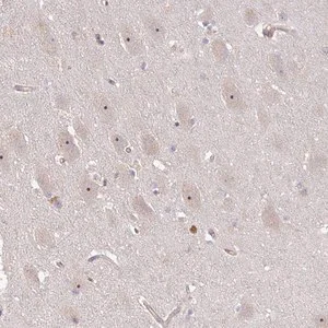 Merck Anti-DIMT1 antibody produced in rabbit