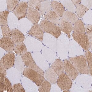 Merck Anti-KLHDC7A antibody produced in rabbit