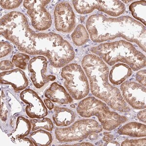 Merck Anti-TIMM10B antibody produced in rabbit