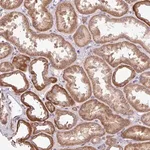 Merck Anti-TIMM10B antibody produced in rabbit