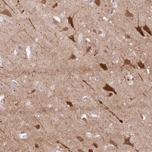 Merck Anti-OR4N4 antibody produced in rabbit