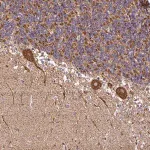 Merck Anti-ANKRD33B antibody produced in rabbit