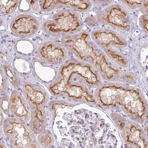 Merck Anti-ABCC5 antibody produced in rabbit