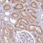 Merck Anti-ABCC5 antibody produced in rabbit