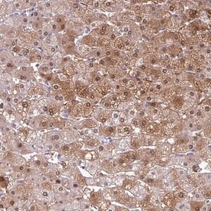 Merck Anti-SRGAP1 antibody produced in rabbit