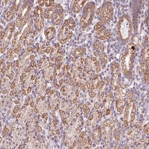 Merck Anti-ZNF615 antibody produced in rabbit