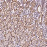 Merck Anti-ZNF615 antibody produced in rabbit