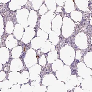 Merck Anti-ADGRE1 antibody produced in rabbit