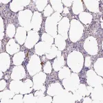 Merck Anti-ADGRE1 antibody produced in rabbit