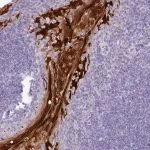 Merck Anti-NCCRP1 antibody produced in rabbit