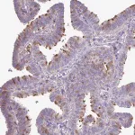 Merck Anti-DNAL1 antibody produced in rabbit