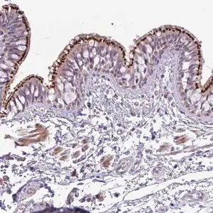Merck Anti-SPINK8 antibody produced in rabbit