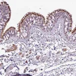 Merck Anti-SPINK8 antibody produced in rabbit
