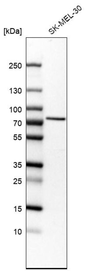 Merck Anti-SLC23A2 antibody produced in rabbit