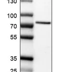 Merck Anti-SLC23A2 antibody produced in rabbit